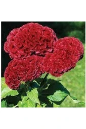 20 Adet Horoz İbiği Çiçeği Tohumu Sürpriz Hediye Tohumlu thumbnail 1