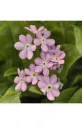 50 Adet Tohum Nadir Bulunan Pembe Beni Unutma Unutma Beni Çiçeği Tohumu Saksı Toprak Hediyemiz thumbnail 2