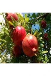 5 Adet Tohum Nar Ağacı Tohumu Kırmızı Nar Ağacı Tohumu Saksı Toprak Süpriz Heidye Bonsai Ağacı thumbnail 1