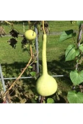 15 Adet Tohum Su Kabağı Tohumu Nadir Su Kabağı Kabak Tohumu Sürpriz Hediye Sebze Tohumu thumbnail 2