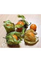 25 Adet Tohum Tropikal Altın Çilek Güney Feneri Tohumu Sürpriz Hediye Tohum - 1