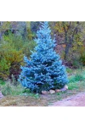 5 Adet Tohum Nadir Mavi Ladin Ağacı Tohumu Mavi Ladin Sürpriz Hediye Tohum thumbnail 2