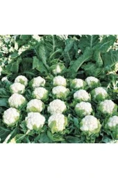 500 Adet Tohum Süper Paket Karnabahar Tohumu Karnıbahar Tohumu Süpriz Hediye Tohumla thumbnail 2