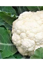 500 Adet Tohum Süper Paket Karnabahar Tohumu Karnıbahar Tohumu Süpriz Hediye Tohumla thumbnail 3