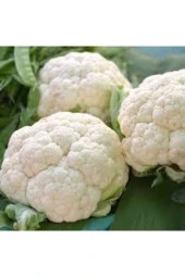 Karnabahar Tohumu 250 Adet thumbnail 1