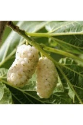 15 Adet Tohum Beyaz Dut Tohum Beyaz Dut Tohumu Tohumu Saksı Toprak Sürpriz Hediye Bonzai Ağacı Tohum thumbnail 1