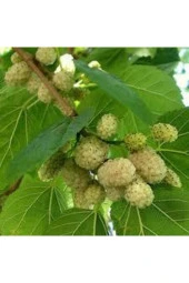 15 Adet Tohum Beyaz Dut Tohum Beyaz Dut Tohumu Tohumu Saksı Toprak Sürpriz Hediye Bonzai Ağacı Tohum thumbnail 2