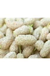 15 Adet Tohum Beyaz Dut Tohum Beyaz Dut Tohumu Tohumu Saksı Toprak Sürpriz Hediye Bonzai Ağacı Tohum thumbnail 3