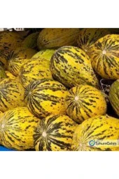 15 Adet Tohum Kırkağaç Ince Kabuk Altınbaş Kavun Tohumu Sürpriz Hediye Tohum - 2