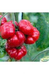 50 Adet Tohum Nadir Bulunan Kamber Domates Biber Tohumu Sürpriz Hediye Tohumlu thumbnail 1