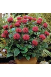 10 Adet Tohum Nadir Bulunan Kırmızı Bergamot Çiçeği Tohumu Saksı Sürpriz Hediye - 1