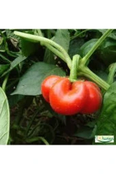 50 Adet Tohum Nadir Bulunan Kamber Domates Biber Tohumu Sürpriz Hediye Tohumlu thumbnail 2