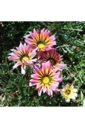 10 Adet Tohum Nadir Bulunan Koyun Gözü Çiçeği Tophumu Saksı Toprak Sürpriz Hediye Tohumludur thumbnail 1