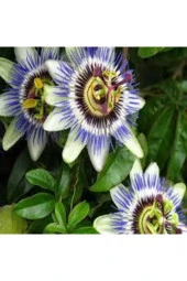 10 Adet Çarkıfelek Çiçeği Tohumu Passiflora Çiçeği Tohumu Çiçek Tohumu Saksı Toprak Süpriz Hediyeli thumbnail 1