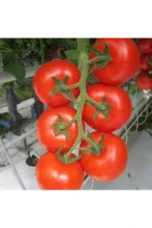 25 Adet Tohum Süper Paket Falcon Falkon Domates Tohumu Bol Verimli Erkenci Domates Sürpriz Hediye thumbnail 1