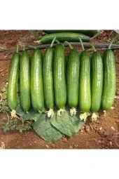 25 Adet Tohum Badem Salatalık Köy Salatalığı Tohumu Yerli Tohum Bol Verimli Sürpriz Hediye Tohumlu - 1