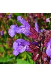 20 Adet Tohıum Adaçayı Çiçeği Tohumu Mor Ada Çay Çiçek Tohumu Saksı Toprak - 1