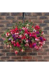 10 Adet Tohum Nadir Kırmızı Küpeli Çiçeği Tohumu Yer Küpeli Çiçek Saksı Toprak Sürpriz Hediye Tohuml - 1