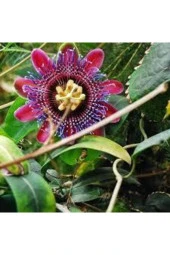 10 Adet Çarkıfelek Çiçeği Tohumu Passiflora Çiçeği Tohumu Çiçek Tohumu Saksı Toprak Süpriz Hediyeli thumbnail 2