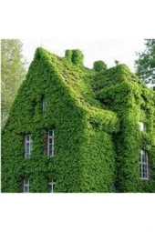 20 Adet Amerakan Sarmaşık Tohumu Ameran Samaşığı Tohumu Saksı Toprak thumbnail 1