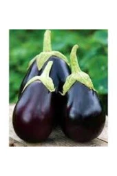 30 Adet Tohum Mega Paket Adana Dolmalık Mor Patlıcan Tohumu Yerli Orjinal Tohum Sürpriz Hediyelidir thumbnail 2