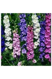 10 Adet Tohum Hezaren Çiçeği Tohumu Karışık Hezaren Çiçeği Egzotik Çiçek Sürpriz Hediye Tohumlu - 1