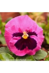 20 Adet Tohum Dev Isviçre Menekşesi Tohumu Menekşe Tohumu Toprak Saksı Sürpriz Hediye Çiçek Tohumlu - 2