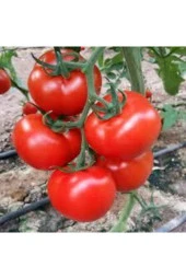 50 Adet Tohum Ankara Ayaş Domatesi Tohumu Domates Tohumu Ayaş Domatesi Süpriz Hediye thumbnail 1