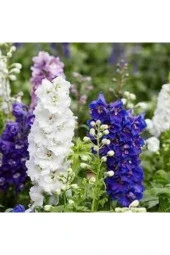 10 Adet Tohum Hezaren Çiçeği Tohumu Karışık Hezaren Çiçeği Egzotik Çiçek Sürpriz Hediye Tohumlu - 2