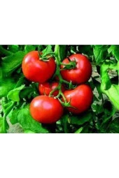50 Adet Tohum Ankara Ayaş Domatesi Tohumu Domates Tohumu Ayaş Domatesi Süpriz Hediye thumbnail 2