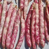 100 Adet Tohum Süper Paket Oturak Barbunya Tohumu Fasulye Tohumu Fasülye Tohumu Sürpriz Hediyeli - 2