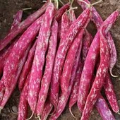 100 Adet Tohum Süper Paket Oturak Barbunya Tohumu Fasulye Tohumu Fasülye Tohumu Sürpriz Hediyeli - 1