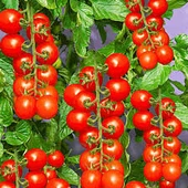 250 Adet Tohum Süper Paket Cherry Çeri Domates Tohumu Saksı Toprak Hediyeli - 2