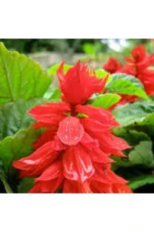 25 Adet Tohum Nadir Bulunan Ateş Çiçeği Tohumu Saksı Toprak Hediyemizdir Sürpriz Hediye Tohumludur thumbnail 1