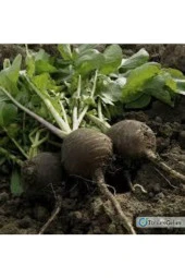 30 Adet Tohum Siyah Turp Tohumu Orjinal Kara Turp Siyah Turp Tohumu Sürpriz Hediye Tohumlu thumbnail 2