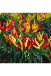 25 Adet Tohum Nadir Sarı Süs Biberi Tohumu Saksılık Biber Tohumu Bol Verimli Sürpriz Hediye Tohumlu thumbnail 2