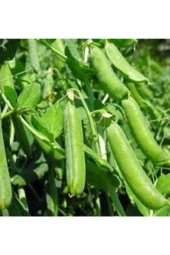 50 Adet Tohum Organik Orjinal Geleneksel Bezelye Tohumu Sürpriz Hediye Sebze Tohumu thumbnail 1