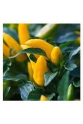 25 Adet Tohum Nadir Sarı Süs Biberi Tohumu Saksılık Biber Tohumu Bol Verimli Sürpriz Hediye Tohumlu thumbnail 1