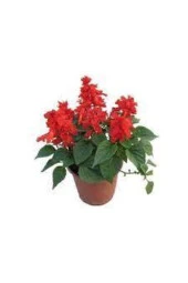 25 Adet Tohum Nadir Bulunan Ateş Çiçeği Tohumu Saksı Toprak Hediyemizdir Sürpriz Hediye Tohumludur thumbnail 2