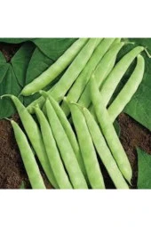 20 Adet Tohum Kılçıksız Sırık Ayşe Kadın Fasülye Tohum Fasulye Tohum Sürpriz Hediye Sebze Tohum thumbnail 1