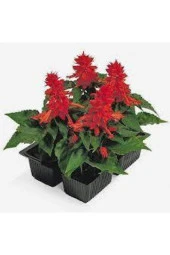 25 Adet Tohum Nadir Bulunan Ateş Çiçeği Tohumu Saksı Toprak Hediyemizdir Sürpriz Hediye Tohumludur thumbnail 3