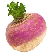 50 Adet Tohum Süper Paket Şalgam Turpu Tohumu Turp Tohumu Sürpriz Hediye Tohumludur thumbnail 2