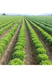 50 Adet Tohum Şamba Kıvırcık Marul Tohumu Süpriz Hediye Sebze Tohumu thumbnail 1