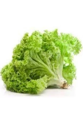 50 Adet Tohum Şamba Kıvırcık Marul Tohumu Süpriz Hediye Sebze Tohumu thumbnail 2