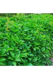 100 Adet Tohum Çok Nadir Bulunan Kırmızı Amerikan Sarmaşık Tohumu thumbnail 1