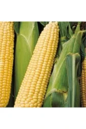 30 Adet Tohum Eko Paket Süt Mısırsüt Mısır Tohumu Darı Tohumu Mısır Tohumu Sürpriz Hediye Tohumlu - 1