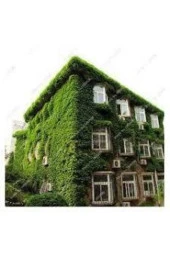 50 Adet Tohum Çok Nadir Bulunan Kırmızı Amerikan Samaşık Tohumu thumbnail 2