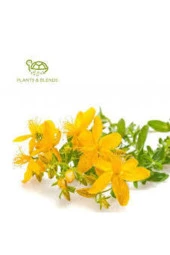 50 Adet Tohum Eko Paket Sarı Kantaron Tohumu Kantaron Tohumu Saksı Toprak Hediymiz thumbnail 1