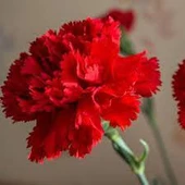 20 Adet Nadir Bulunan Tohum Bodur Karanfil Çiçeği Tohumu Karanfil Tohumu - 1