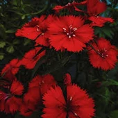 20 Adet Nadir Bulunan Tohum Bodur Karanfil Çiçeği Tohumu Karanfil Tohumu - 2